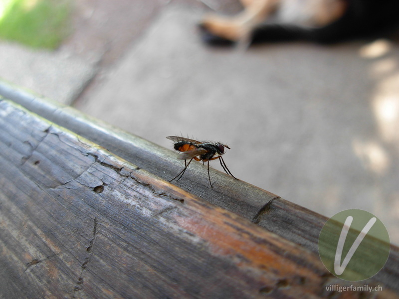 Raupenfliege (Cylindromyia bicolor): Übersicht